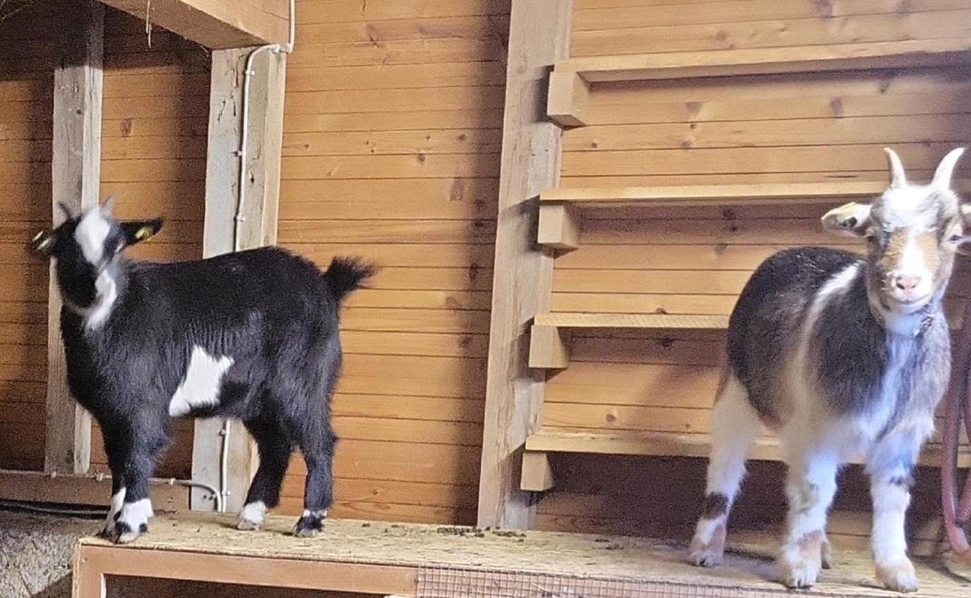 Ferienwohnung Goldfasan Lam Eksteriør bilde